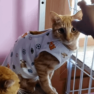 c3fc6fdd1f372f106df526656134665d7a8dda62