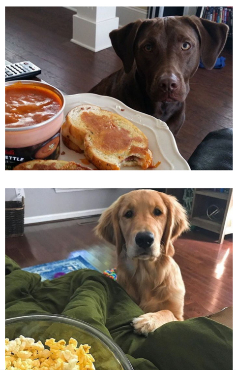 주인이 밥먹을때 댕댕이 유형 | 인스티즈