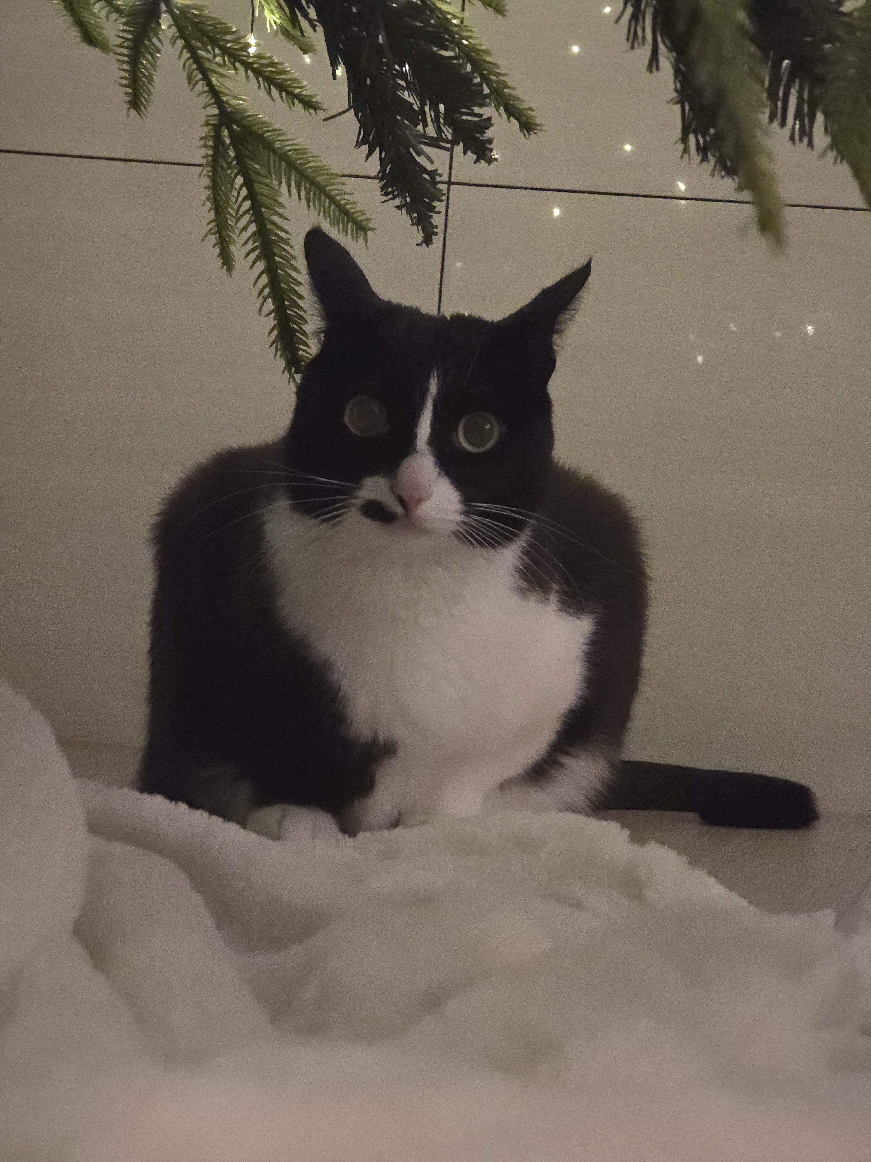 안주 뽏이는 고양이 어떤데 ㅋ 5나탄 ㅋ | 인스티즈