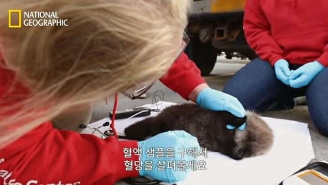어미잃은 생후 1일차 새끼 해달 구하기 | 인스티즈