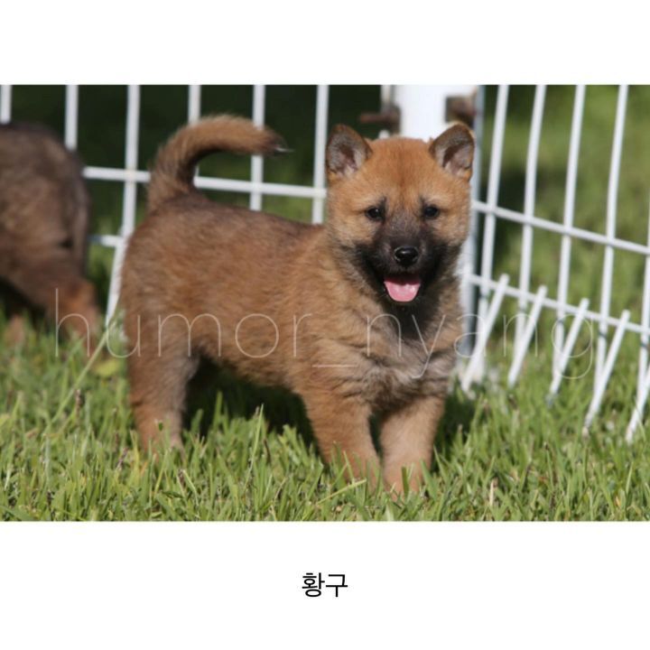 진돗개 모색별 아기때 생김새 | 인스티즈