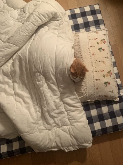 집사야 내 이불 깔아준거냥?? | 인스티즈