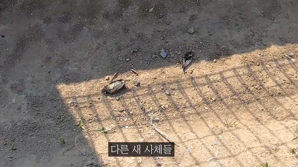 고양이가 자연생태계에 끼치는 심각한 영향(새 사체사진있음) | 인스티즈