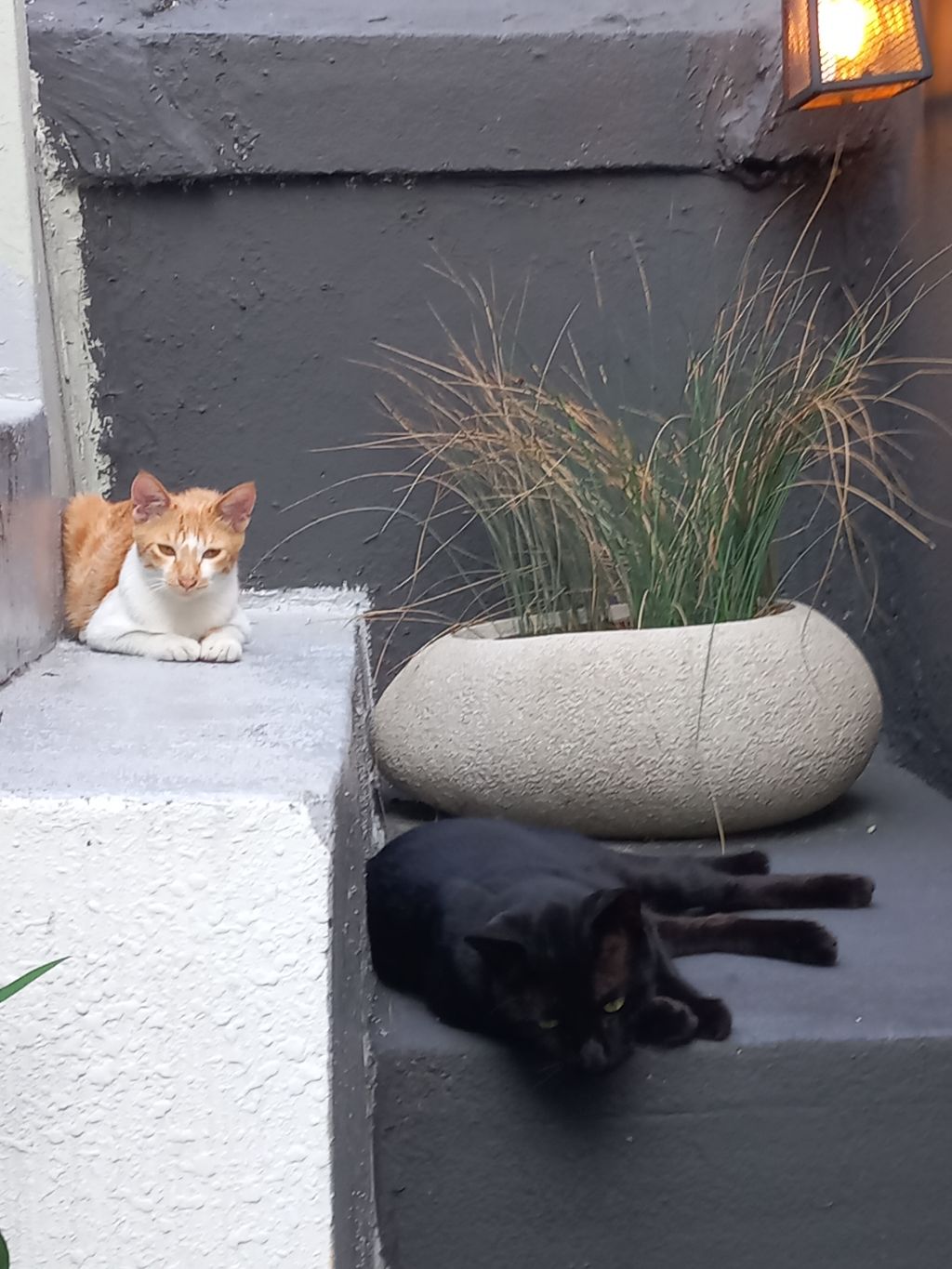 길에서 고양이 보면 사진을 안 찍고는 지나갈 수 없는 병에 걸림 😚🐈‍⬛🐈 | 인스티즈