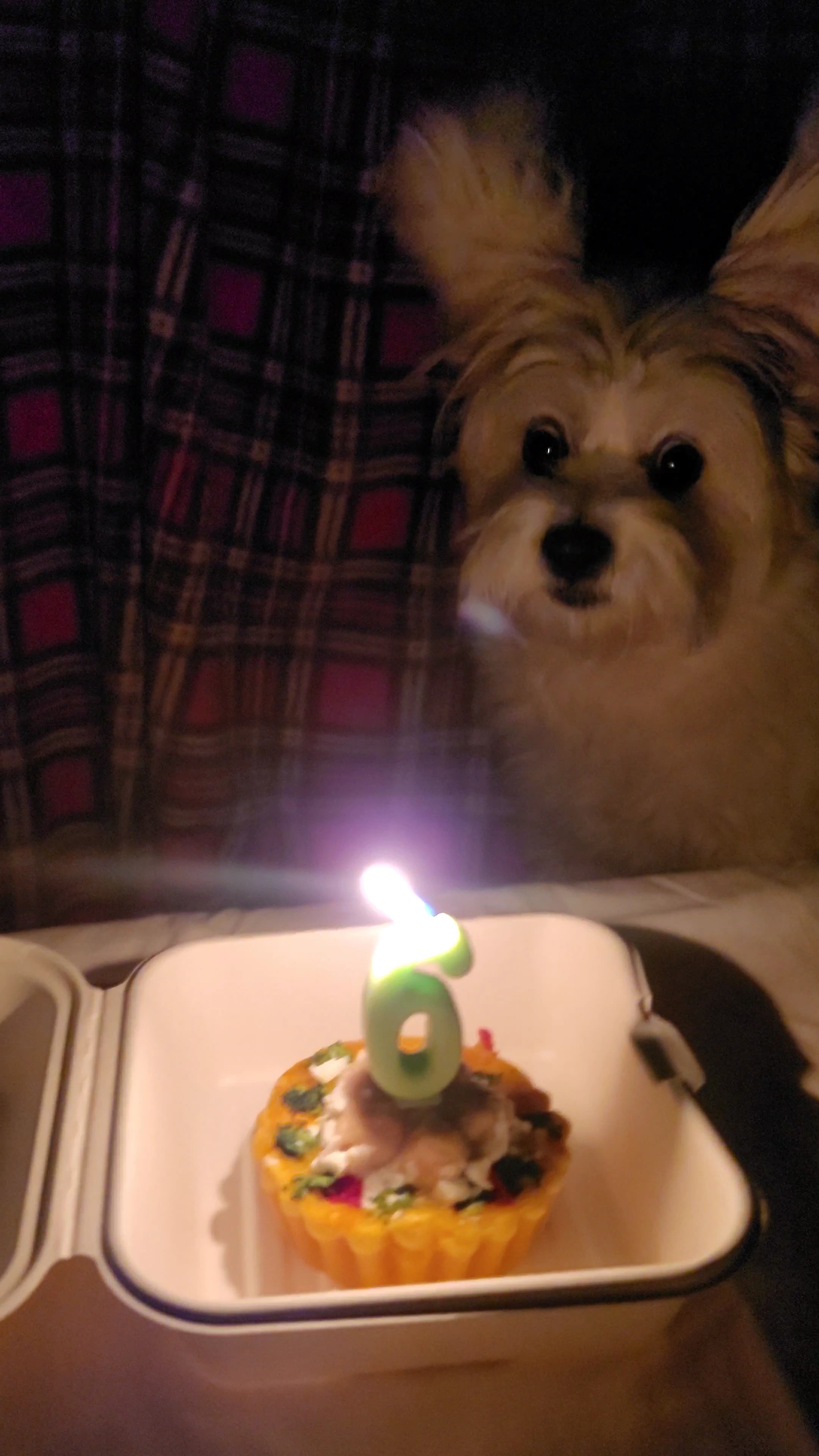 우리 강아지 생일 케이크 받고 놀란듯 | 인스티즈