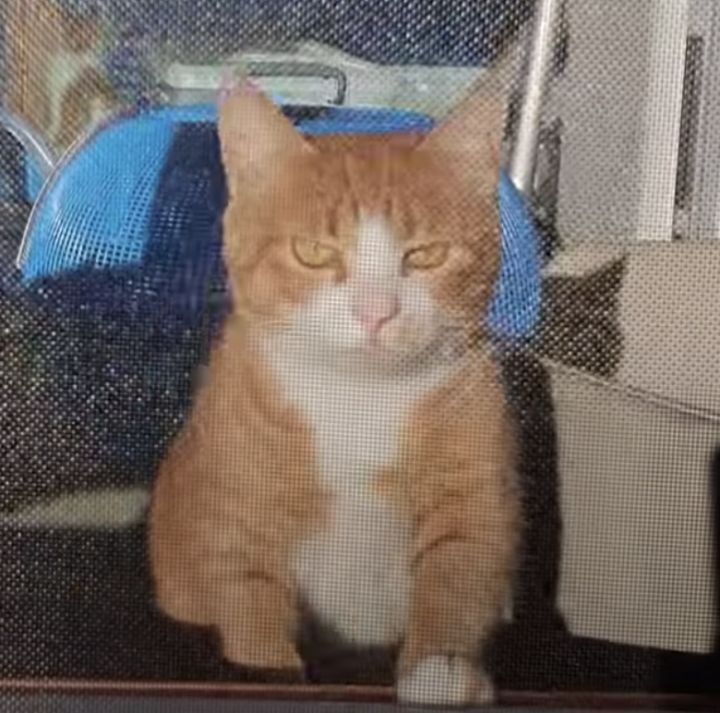 [매탈남] 매콤하게 생긴 고양이 | 인스티즈