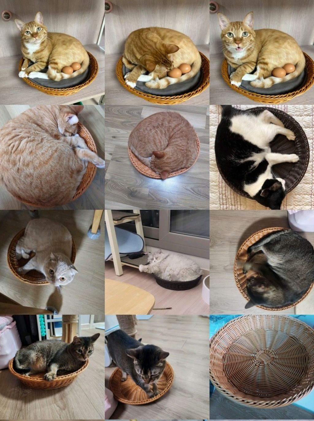 고양이가 좋아해요 | 인스티즈