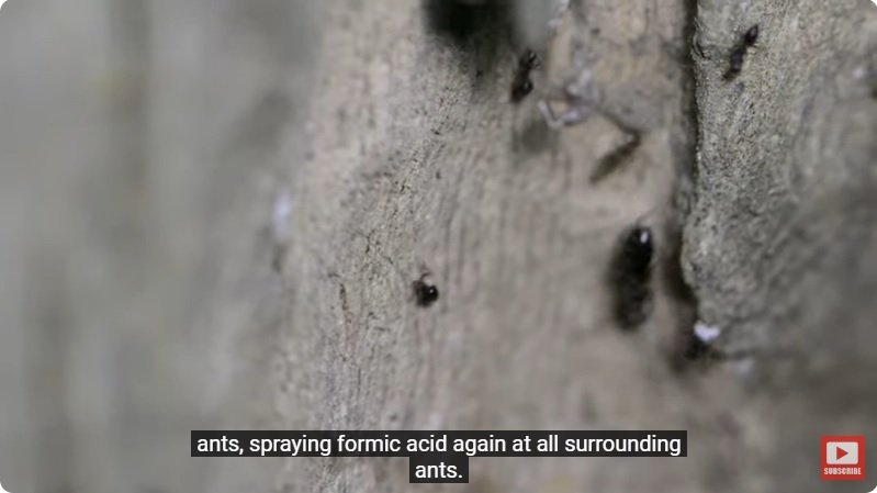 거대한 수조에 열대우림 환경을 조성해놓으면 생기는 일 - 4 | 인스티즈