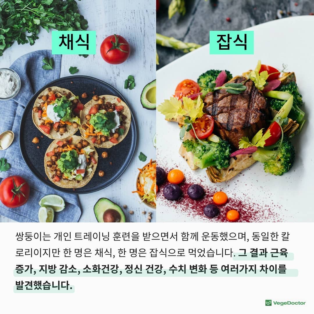 쌍둥이가 채식 vs 잡식으로 12주를 보낸다면? | 인스티즈