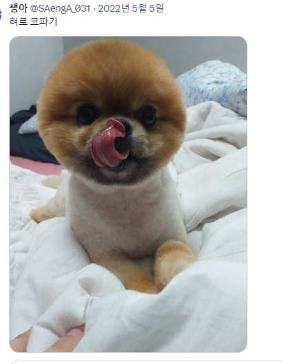 반가우면 민머리 되는 강쥐들 | 인스티즈