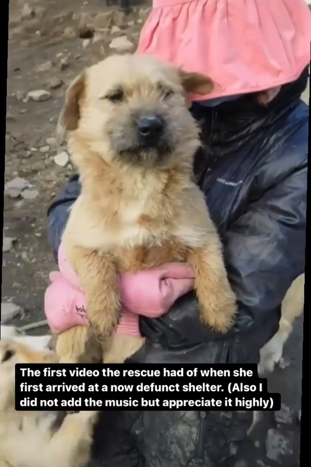 아콰피나가 키우는 한국 유기견 출신 행운이 | 인스티즈