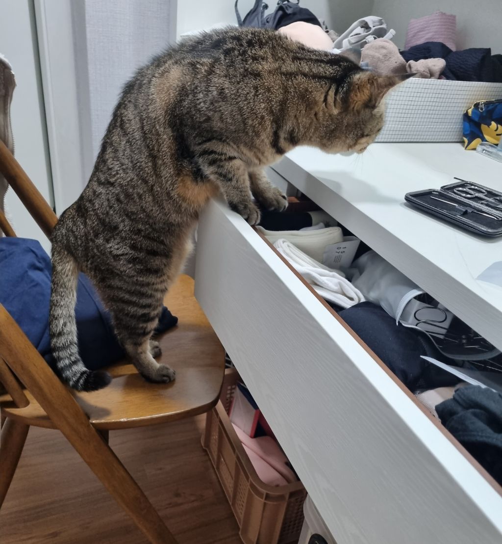 주차장에 버려진 고양이 | 인스티즈