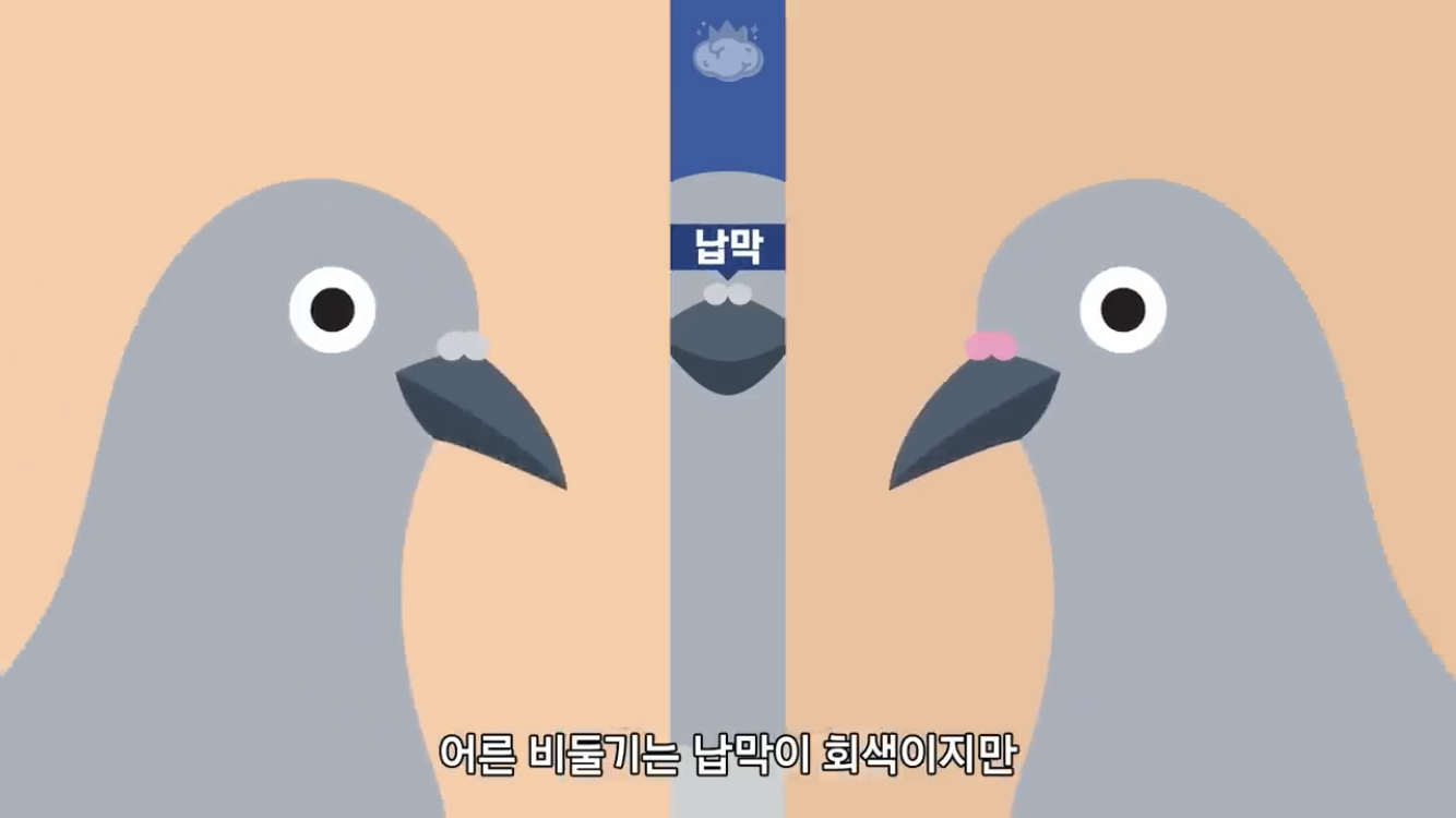 거리에 비둘기가 이렇게 많은데 왜 새끼 비둘기는 안 보일까? | 인스티즈