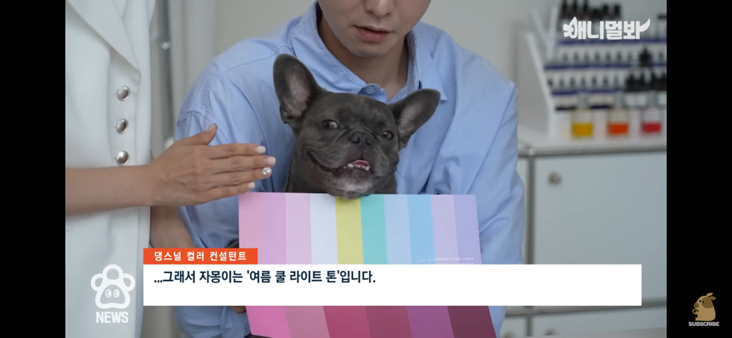 퍼스널컬러 진단 받는 댕댕이들 | 인스티즈