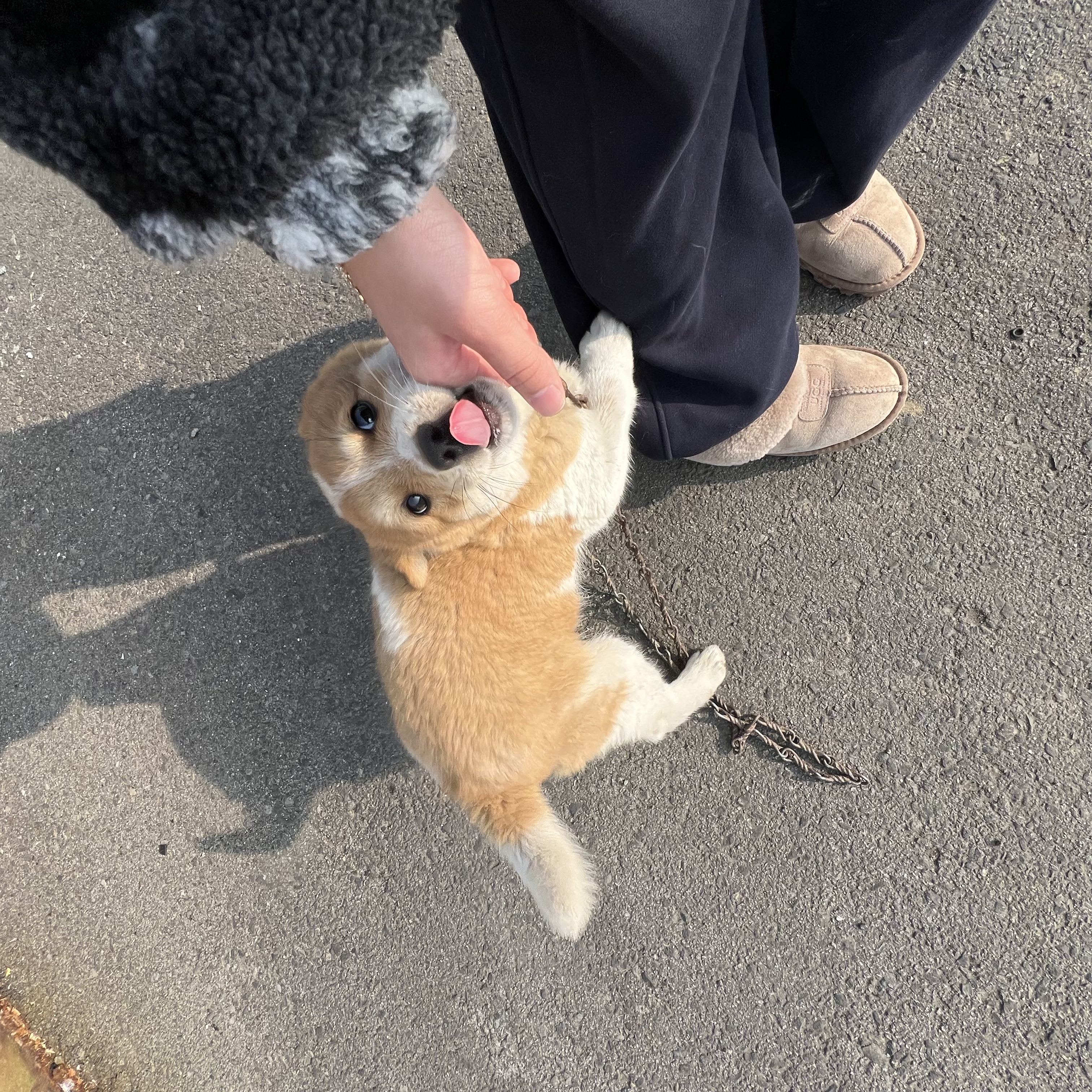 할머니집 시골개 산책시켜주고 왓다내요 | 인스티즈