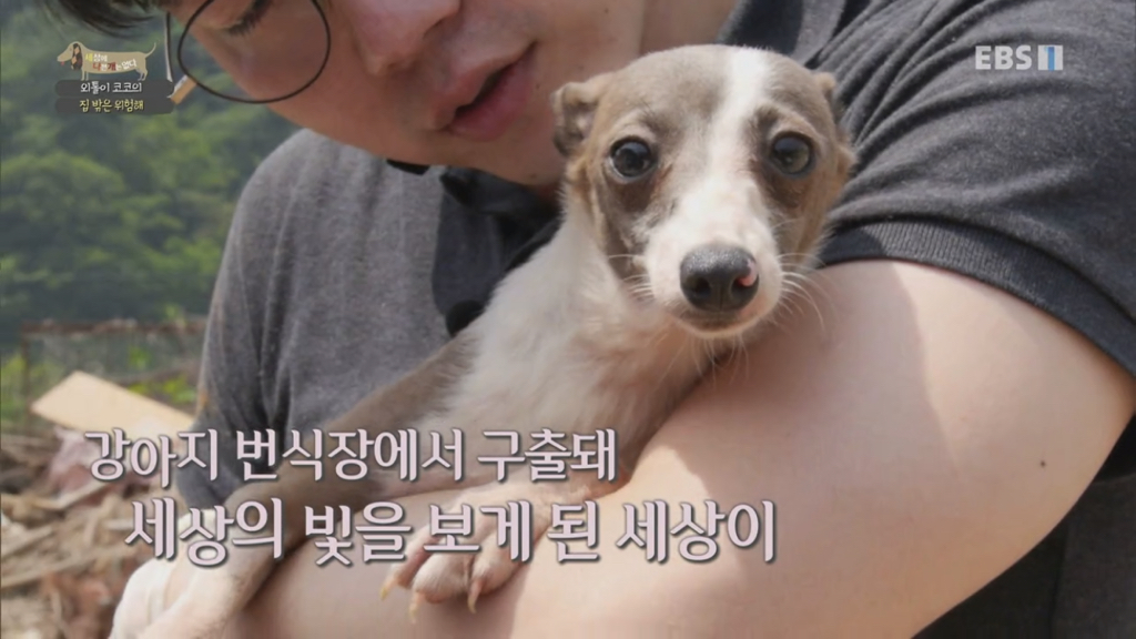 [세상에나쁜개는없다] 강아지 공장에서 구조되어 설채현 전문가에게 입양된 '세상이' 근황 | 인스티즈