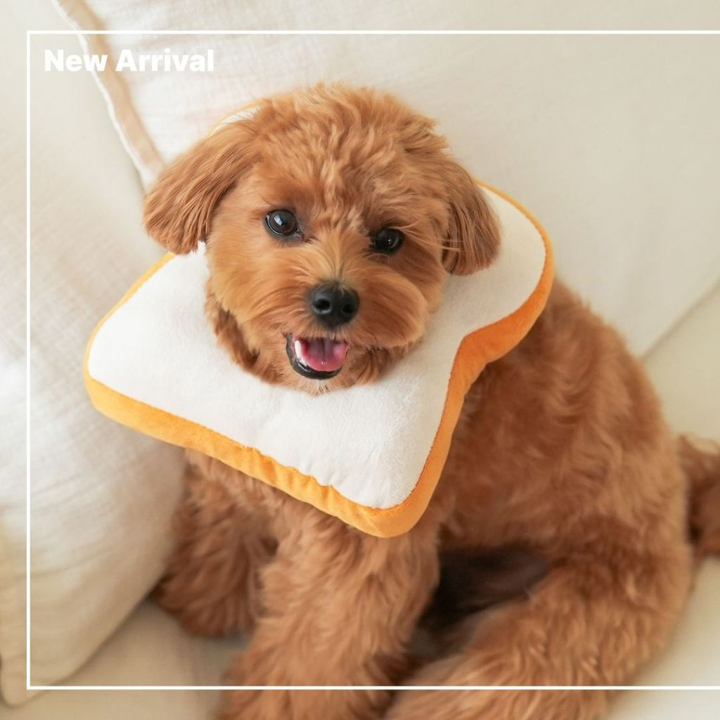 다이소 강아지용품 9월 신상 출시.jpg (노즈워크 매트가 단돈 5,000원) | 인스티즈