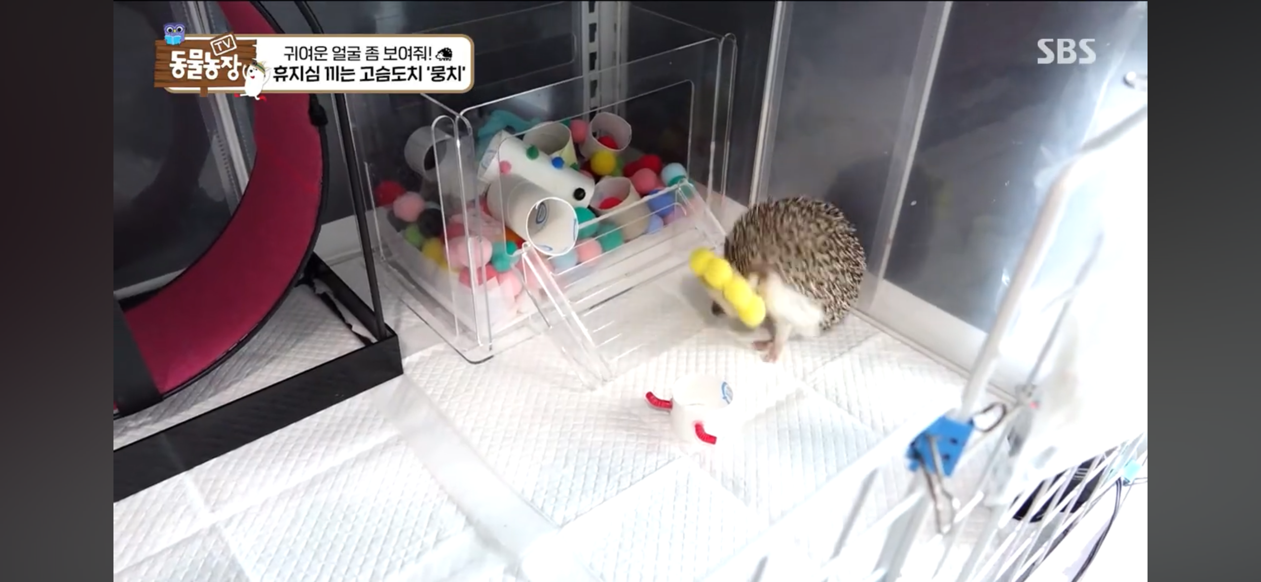 따봉고슴도치 휴지심 좋아도치 | 인스티즈