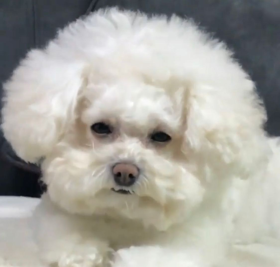 브레이브걸스 팬싸에 등장한 민영의 반려견 | 인스티즈