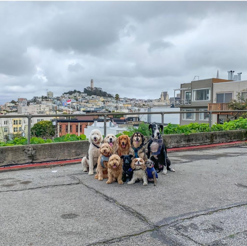 단체촬영하는 강아지들 | 인스티즈