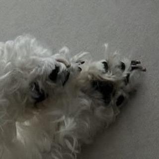 스레드에서 논란이라는 꼬질 강아지 | 인스티즈