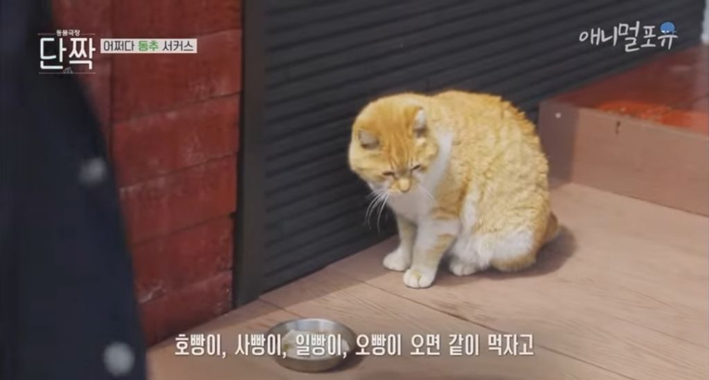 겁나 재밌게 사는 할아버지와 냥댕이들ㅋㅋㅋ.gif | 인스티즈