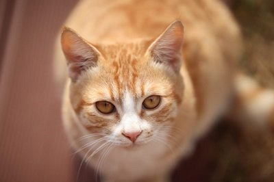 동물들이 100m 달리기를 하면 몇초가 나올까? | 인스티즈