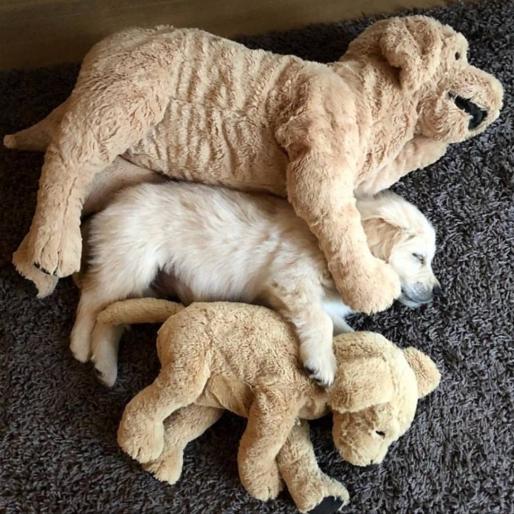 애착인형을 너무나도 좋아하는 댕댕이래... | 인스티즈