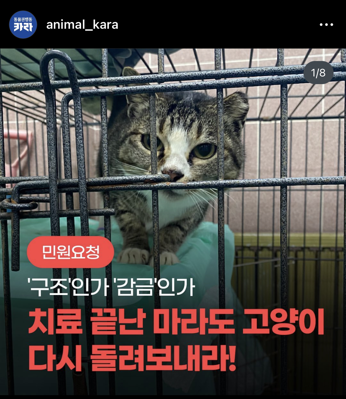 주인도 있는 마라도 고양이가 강제 방출 되어 열흘 넘게 갇혀 있는 중 | 인스티즈