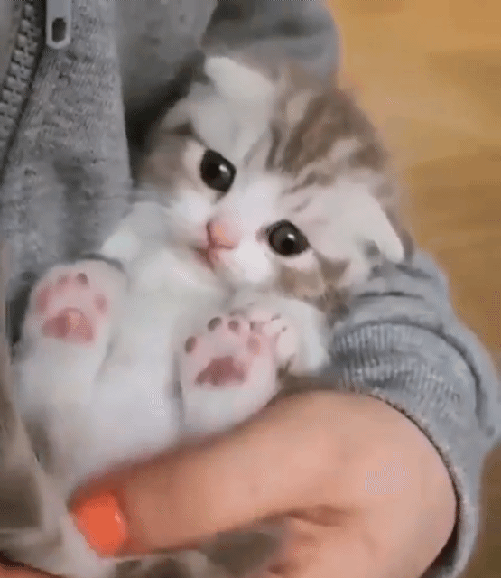 내 반려동물이 사람(내 자식)으로 환생했을 때 못된 말해도 사랑해줄수 있을것 같은지 말해보는 달글 | 인스티즈