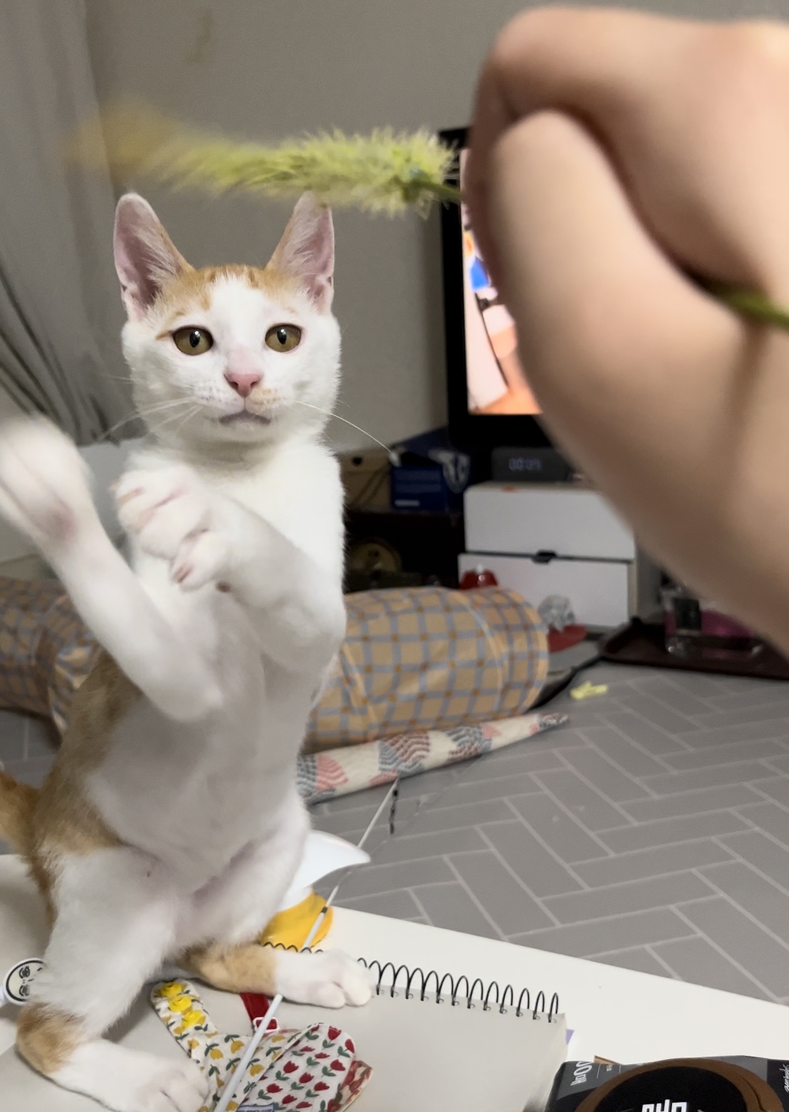 고양이랑 놀아주는 방법 | 인스티즈