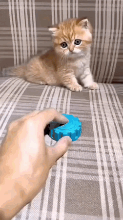 대부호가 된 고양이.gif | 인스티즈