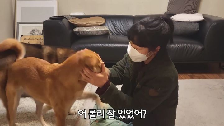 집에 강아지들끼리만 남겨졌을때 | 인스티즈