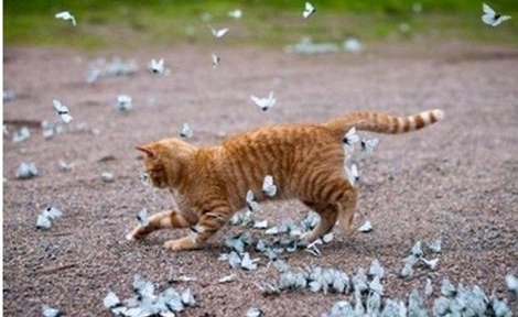 우리나라는 왜 고양이를 "나비야~"라고 부르게 됐을까 | 인스티즈