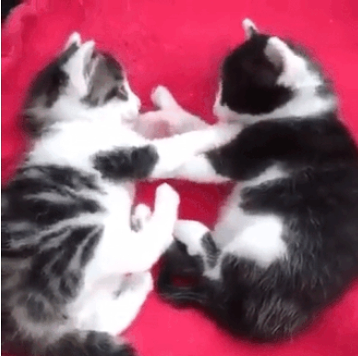 하품할 때 입에 손가락을 넣으면 🐱 | 인스티즈