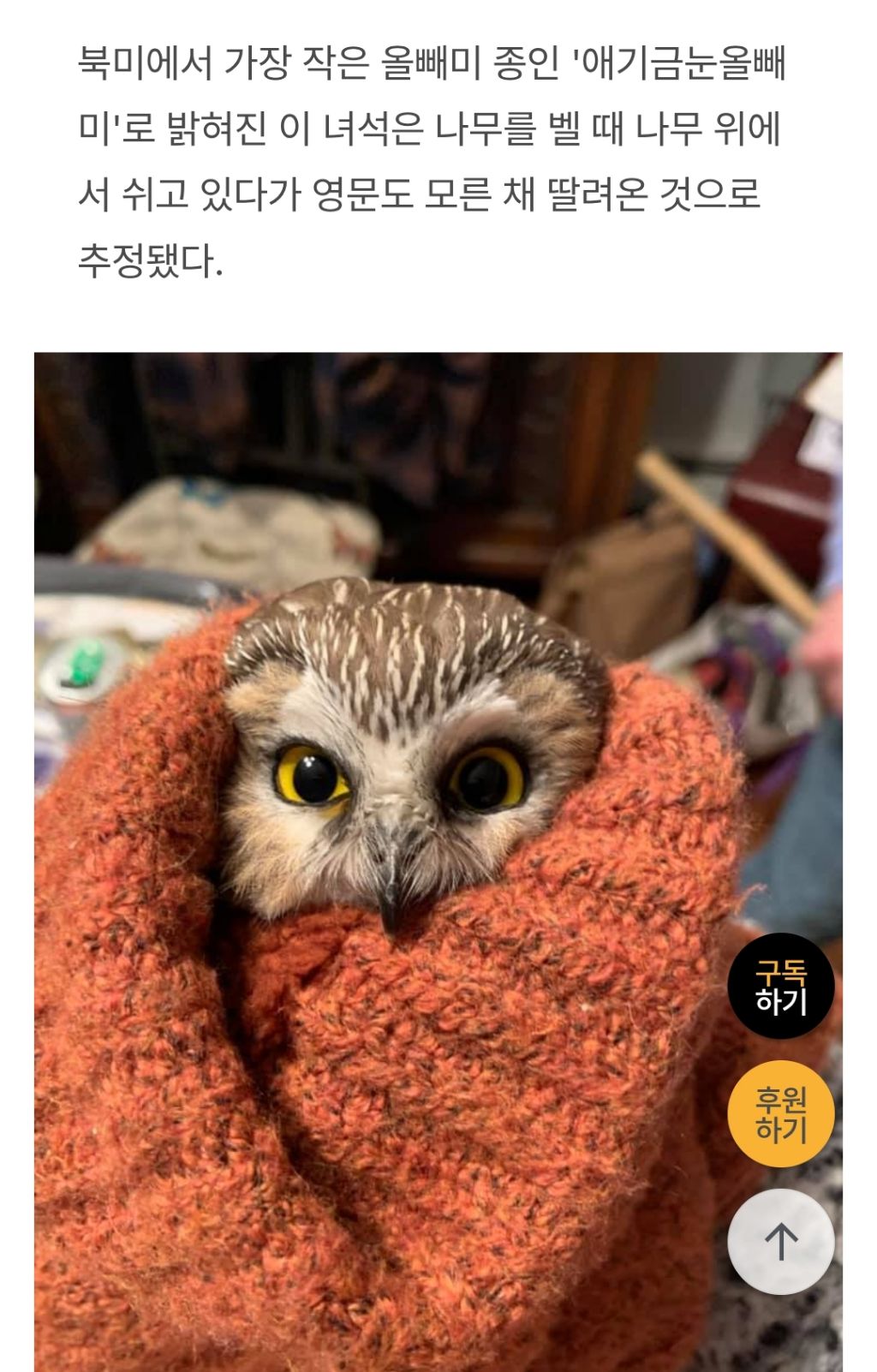 뉴욕 록펠러센터 크리스마스 트리 이야기 | 인스티즈