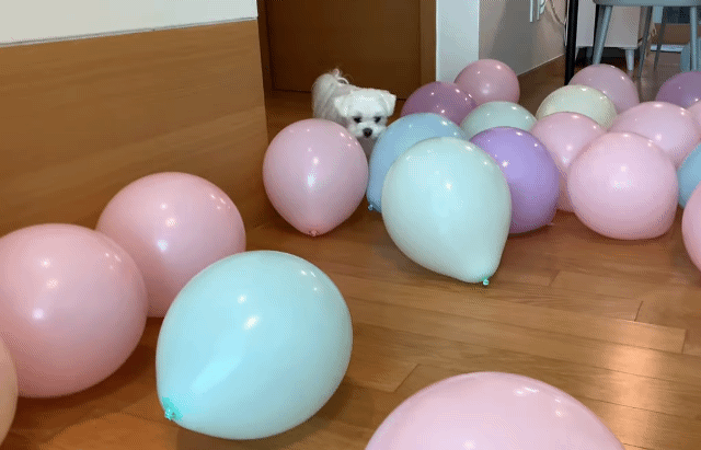 생일이 뭔진 모르겠지만 아무튼 신난 재롱이 | 인스티즈