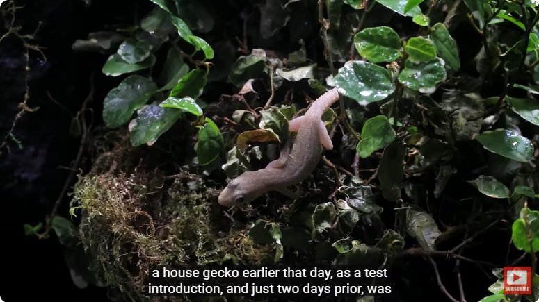 거대한 수조에 열대우림 환경을 조성해놓으면 생기는 일 - 2 | 인스티즈