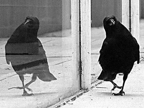 이 검은고양이 이상하게 생겼는데? | 인스티즈