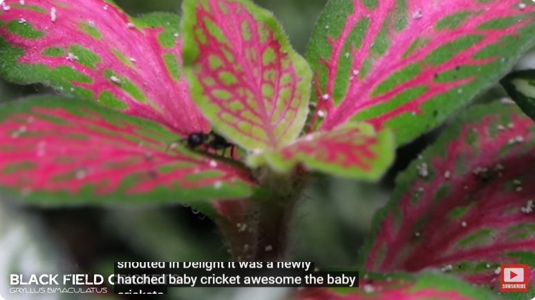 거대한 수조에 열대우림 환경을 조성해놓으면 생기는 일 - 3 | 인스티즈