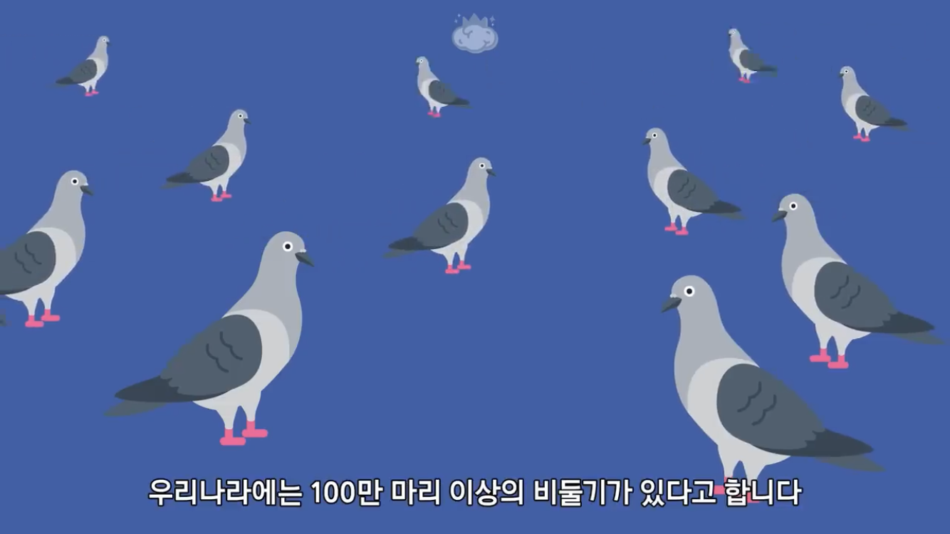 거리에 비둘기가 이렇게 많은데 왜 새끼 비둘기는 안 보일까? | 인스티즈
