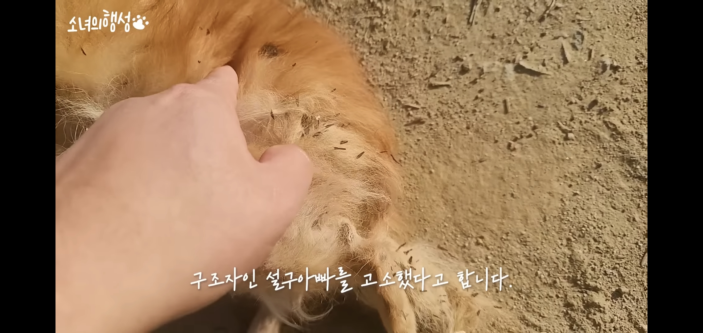 번식장에서 강아지 구조 후 치료했더니 절도죄로 고소당한 유튜버.jpg | 인스티즈