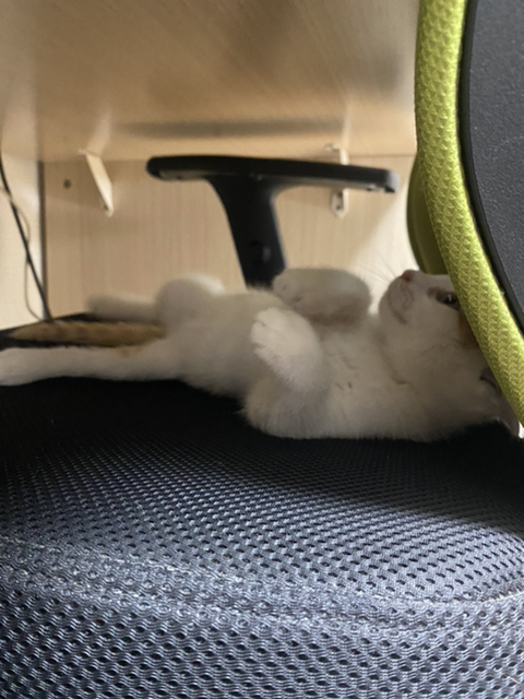 냥줍한지 한달 된 우리 고양이 보고가~!~! | 인스티즈