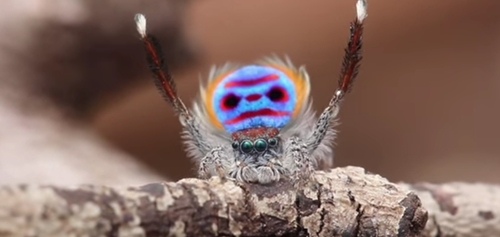 공작거미 암컷, 수컷이 춤 못추면 잡아먹는다 | 인스티즈