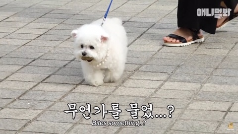 돌멩이를 물고 다니는 강아지 | 인스티즈