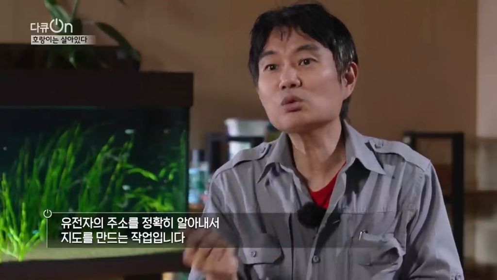 '절멸'의 '한국 호랑이'. 🐅 그 100년간의 이야기. -마지막- | 인스티즈