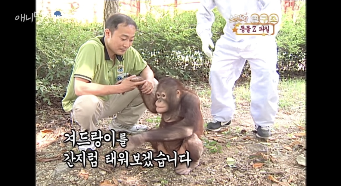 오랑우탄도 간지럼을 탈까? | 인스티즈