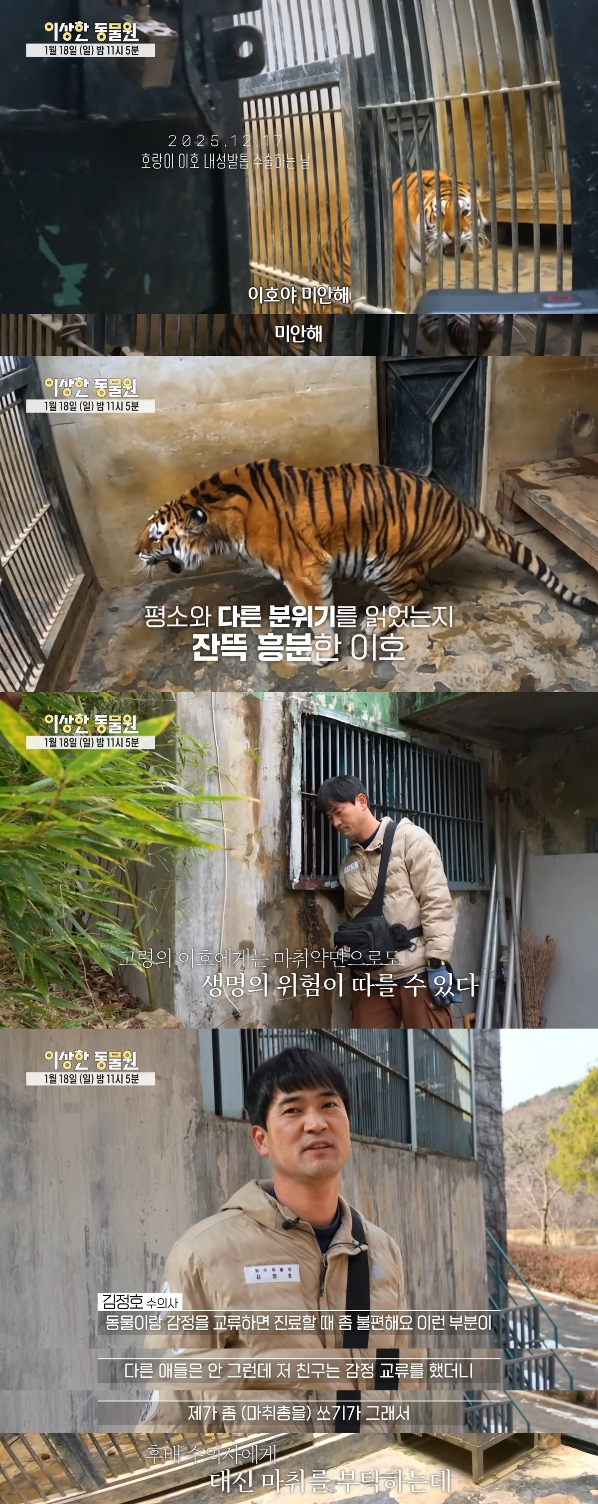 호랑이 내성 발톱 치료를 위해 목숨까지 거는 수의사 | 인스티즈