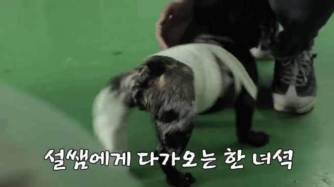 교통사고난 유기견 입양한 설채현 수의사 그리고 윙크 근황😉 | 인스티즈