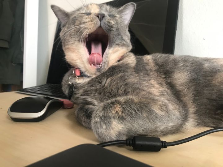 고양이 집사들이 한번쯤 꼭 찍고싶어 하는 사진 | 인스티즈